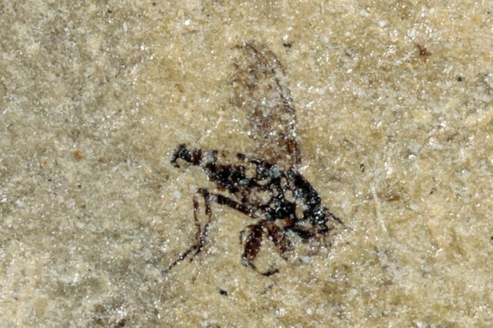 Fossil Fly (Phoridae) - France #254297